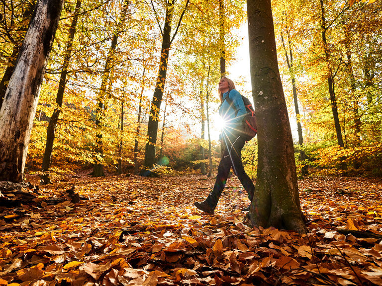 Ein Wanderer durchschreitet einen herbstlichen Wald mit vielen bunten Blättern auf dem Boden in der nähe von Bodenmais